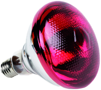 Ampoule Infrarouge