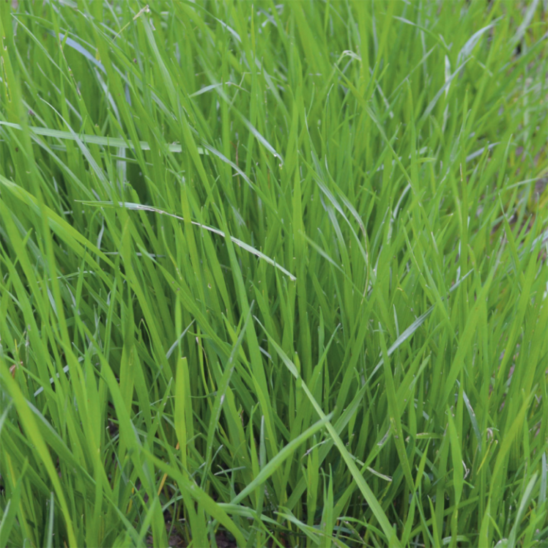 Ray-Grass Italien