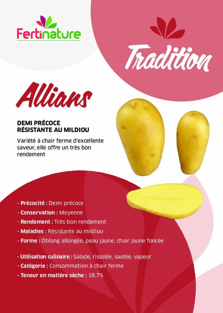 ALLIANS - Tradition