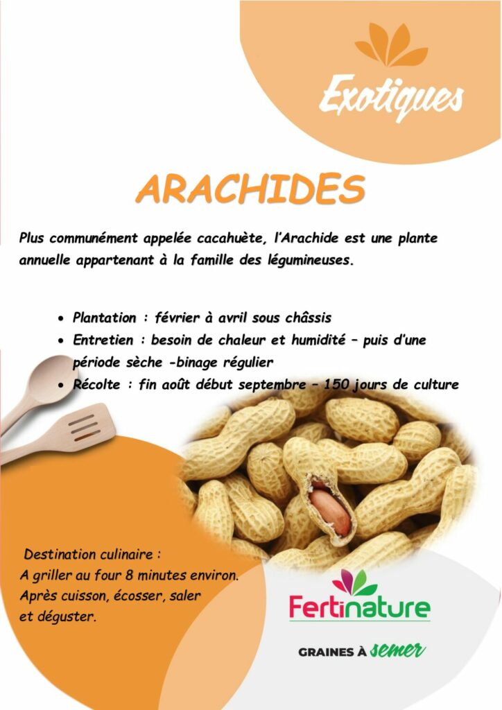 ARACHIDE