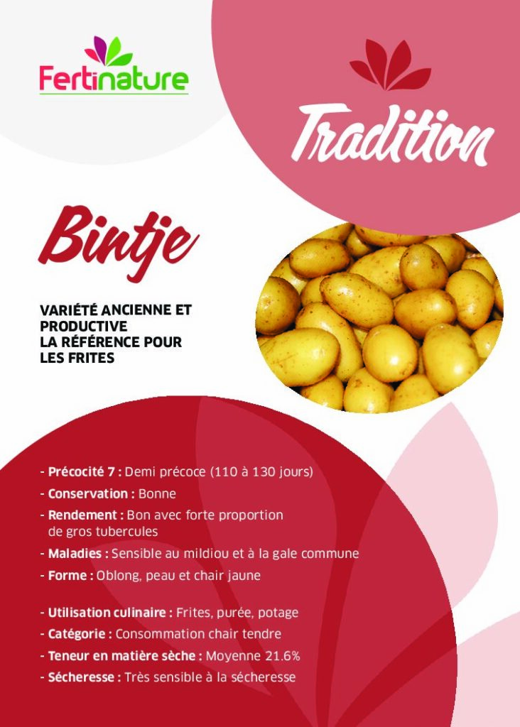 BINTJE - Tradition