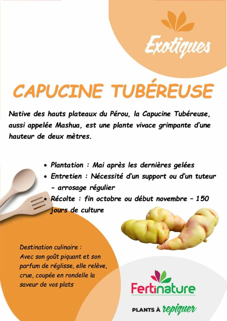 CAPUCINE TUBEREUSE