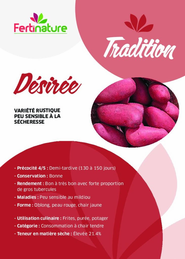 DESIREE - Tradition