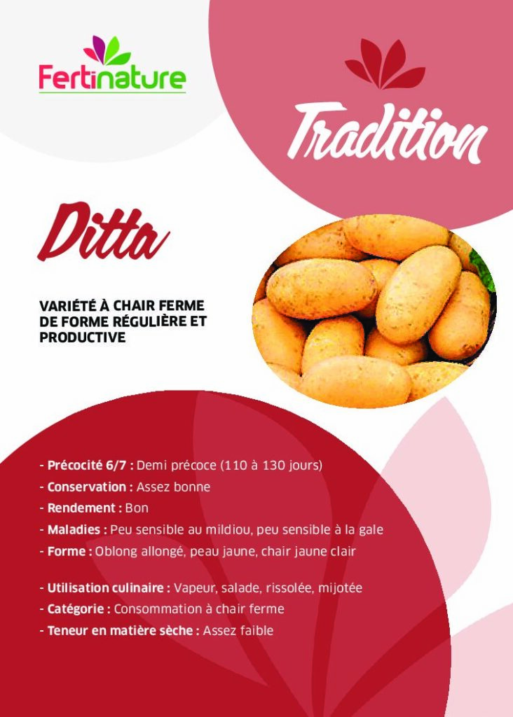 DITTA - Tradition