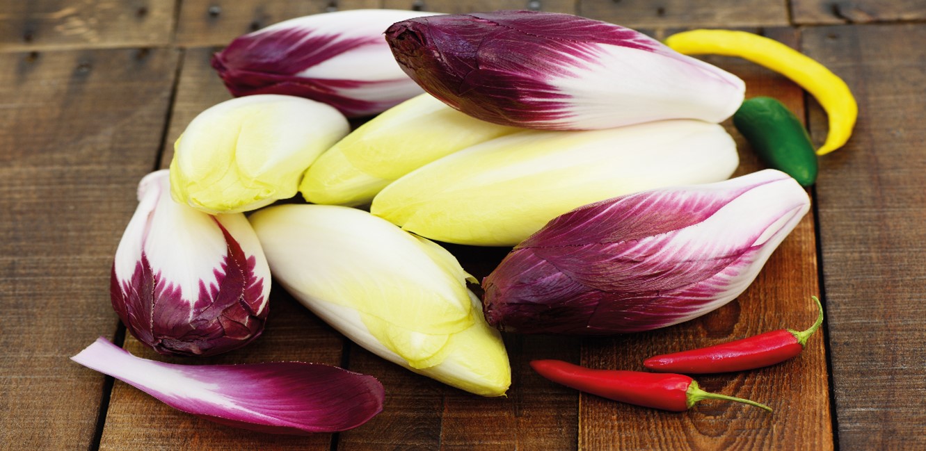 ENDIVE