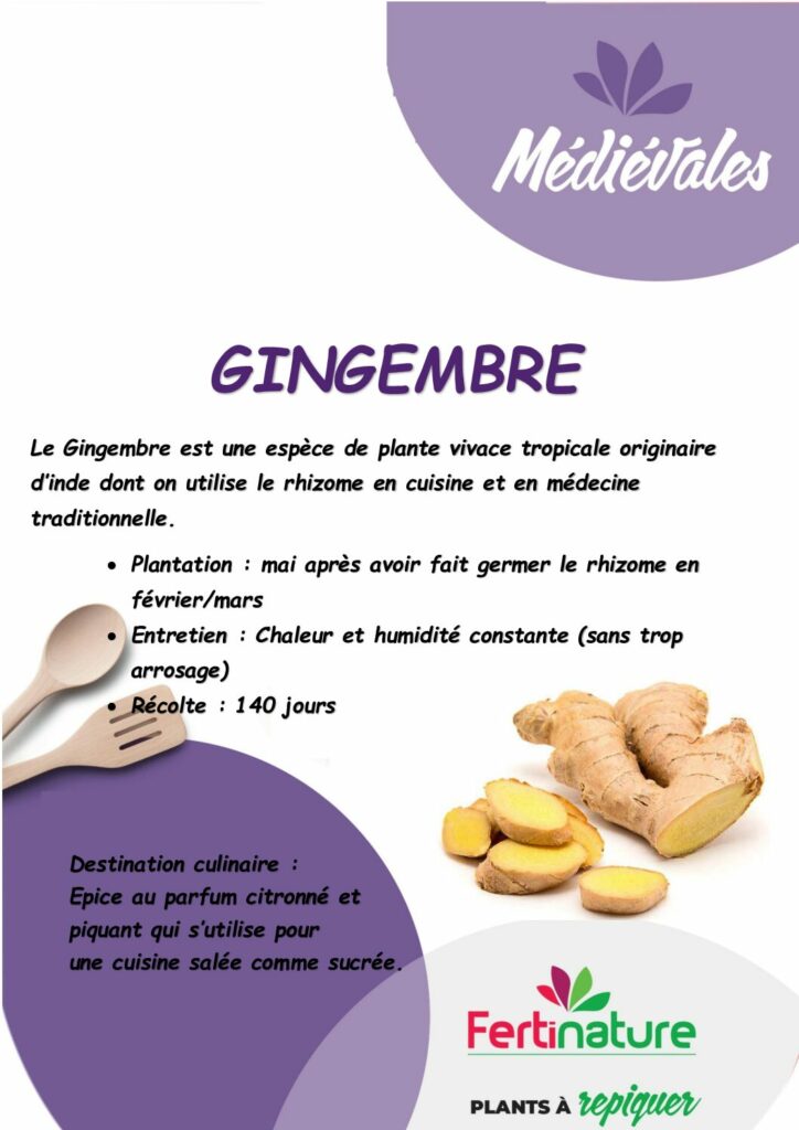 GINGEMBRE