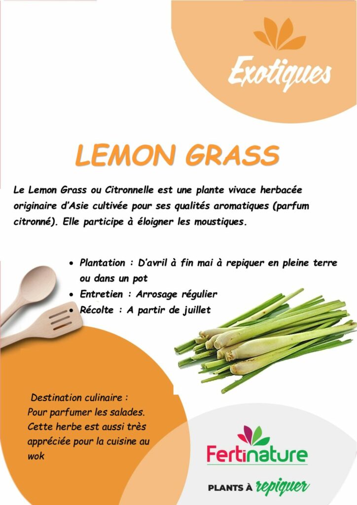 LEMON GRASS