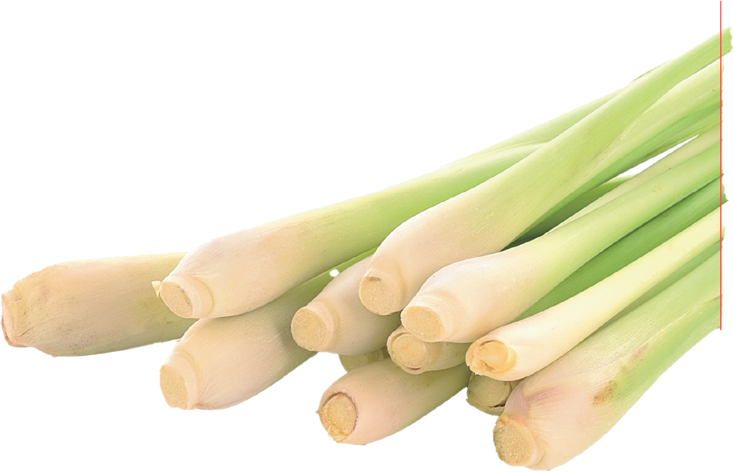 LEMON GRASS