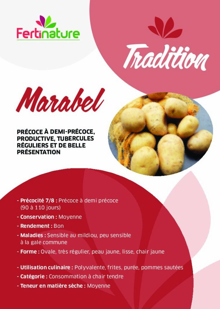 MARABEL - Tradition