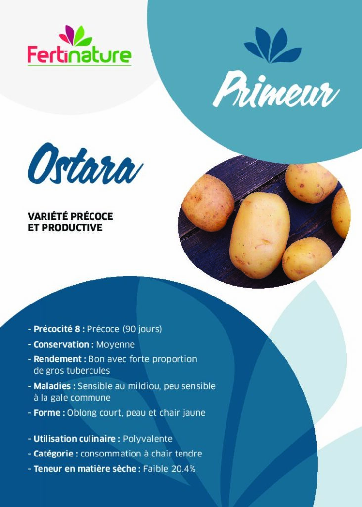 OSTARA - Primeur