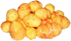 Oca du Perou
