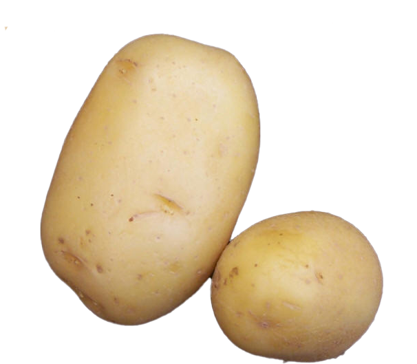 Ostara