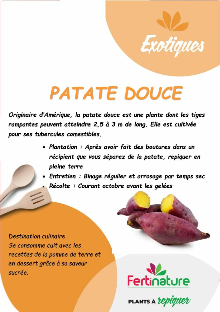 PATATE DOUCE
