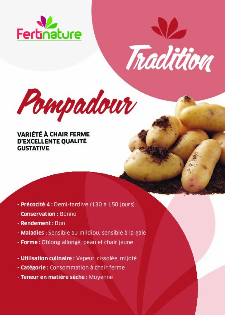 POMPADOUR - Tradition