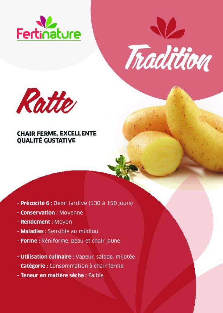 RATTE - Tradition