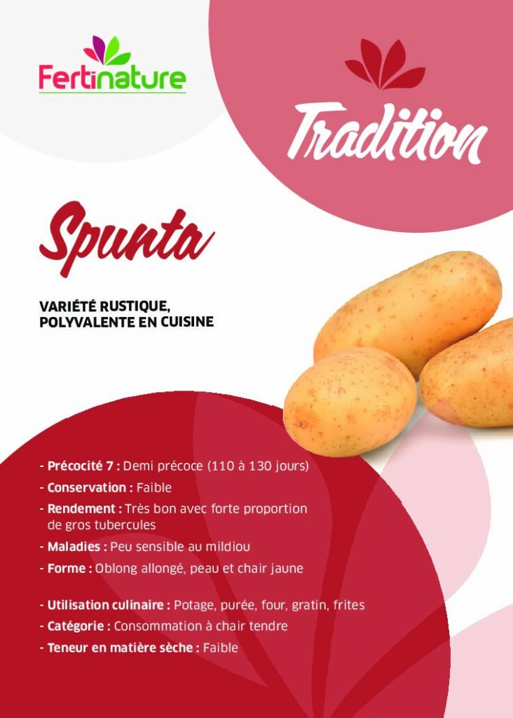 SPUNTA - Tradition