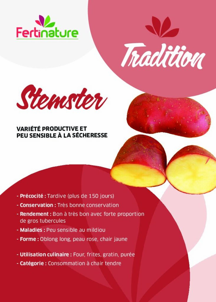 STEMSTER - Tradition