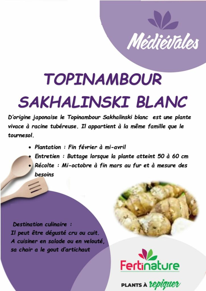 TOPINAMBOUR BLANC