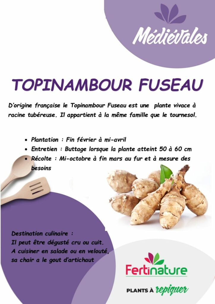 TOPINAMBOUR FUSEAU
