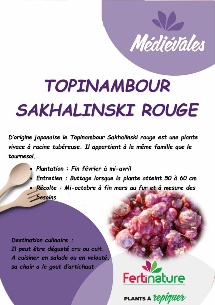 TOPINAMBOUR ROUGE