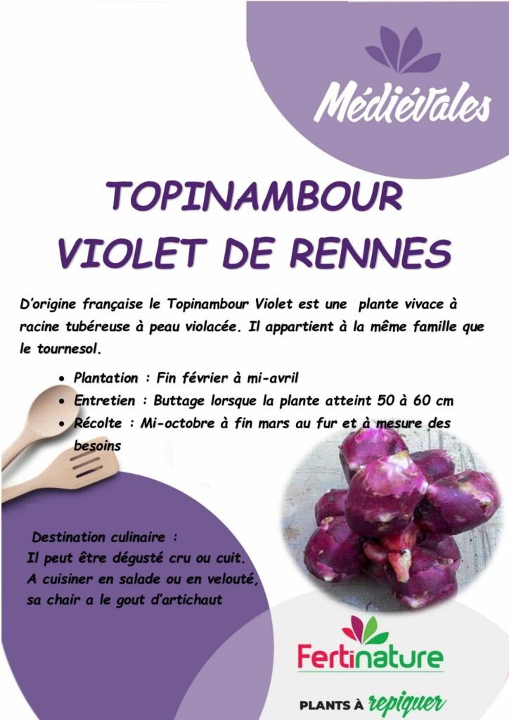 TOPINAMBOUR VIOLET