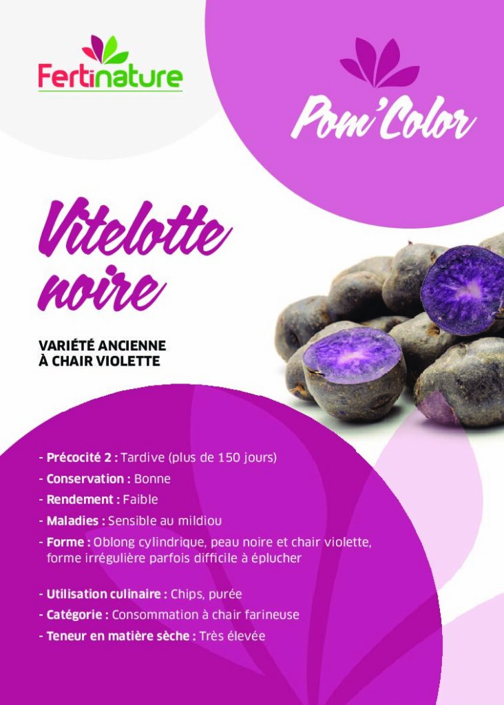 VITELOTTE NOIRE - Pom Color