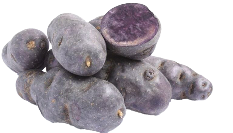 VITELOTTE NOIRE