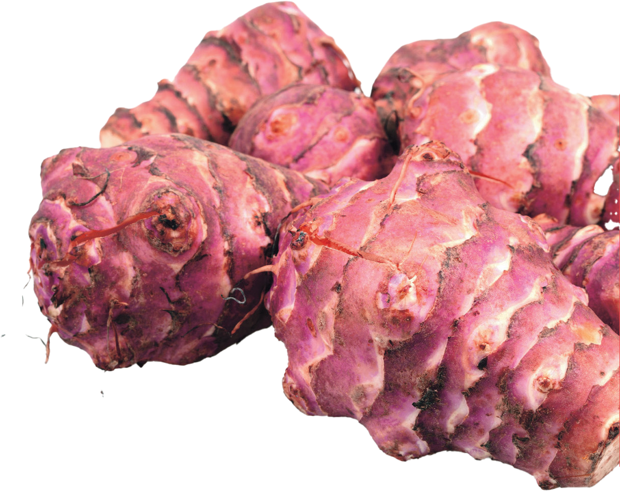 topinambour