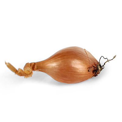 Echalote Maltesse